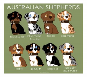 australian_shepherd_color_patterns_by_briteddy-d53qaox
