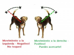 comportamiento canino, movimiento de cola, adiestramiento, perros